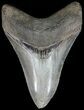 Serrated, Bluish-Tan, Megalodon Tooth - Georgia #49490-1